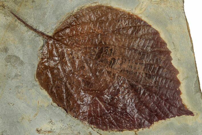 Fossil Leaf (Beringiaphyllum) - Montana #305910